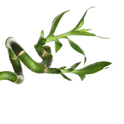 Bamboo stalks and leaves