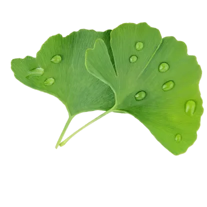 Ginkgo biloba leaves