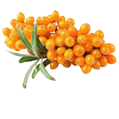 Sea buckthorn berries